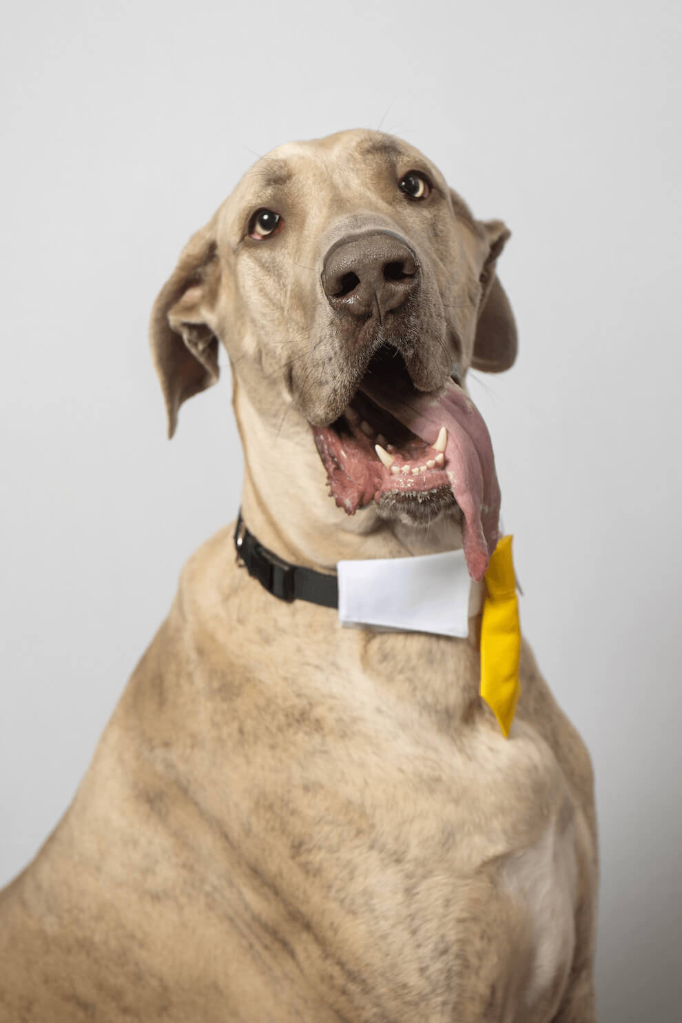 Duke