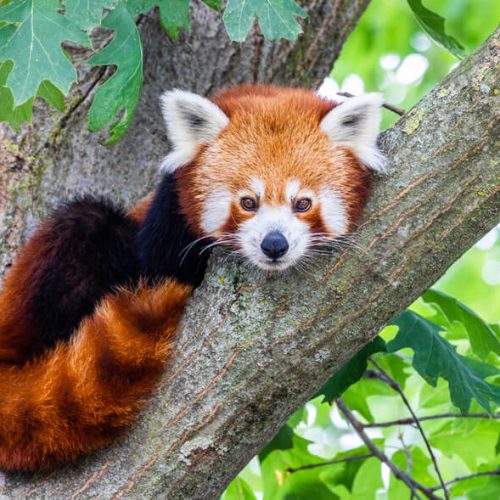 Red Panda
