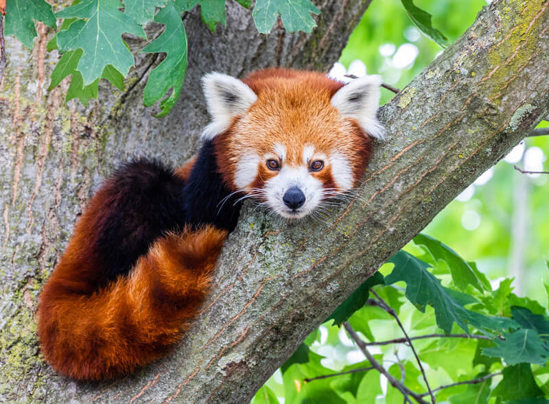 Red Panda