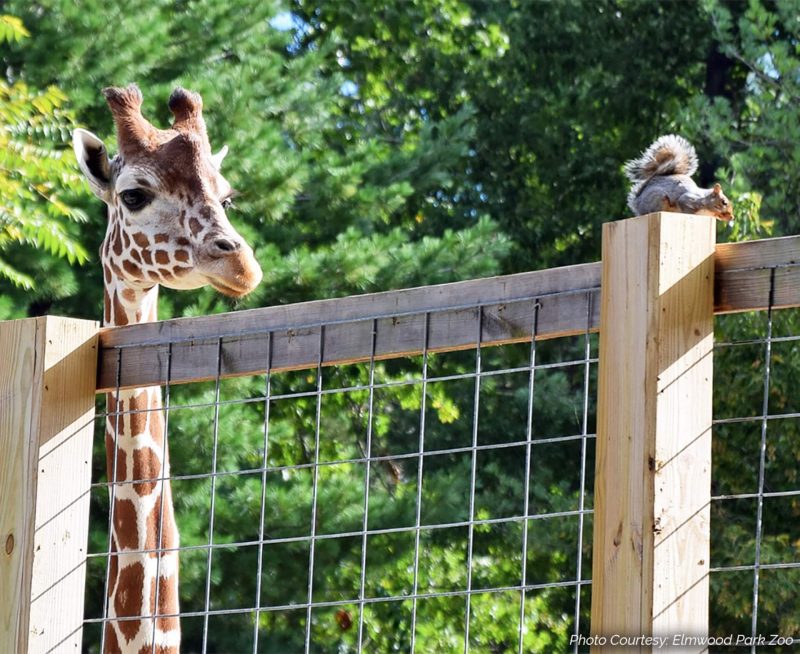 Savanna Station Upgrades - Elmwood Park Zoo